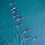 A group of northern residents killer whales swim off Northern Vancouver Island. Images like this allow researchers to assess body condition of individual killer whales by using measurements of girth.
