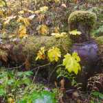 A large boiler marks the site of Amalga's lumber mill and machine shop.
