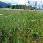 Orange hawkweed and reed canary grass, both of which are highly invasive and widespread in Juneau, grow along Egan Highway.