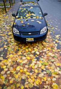 Rain showers bring down maple leaves downtown on 9th Street on Friday.