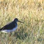 A dowitcher moves through the wetlands on a sunny day.