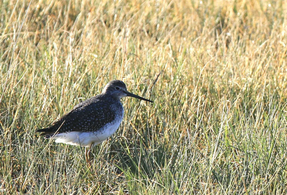 A dowitcher moves through the wetlands on a sunny day.