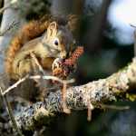 A squirrel chews on the remnants of a spruce cone.