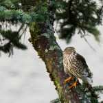 A sharp-shinned hawk pauses in between hunting in the Lena Cove area on Oct. 18.