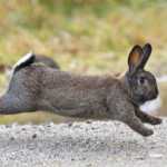 A feral rabbit darts between yards on Long Run Drive on Thursday.
