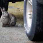 A feral rabbit sits under a vehicle in front of a home on Long Run Drive on Thursday.