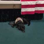 In this Aug. 22 photo, Honor lies by the casket of Wade Baker at the Wells Funeral Home in Waynesville, N.C. When he saw his master lying in the flag-draped casket, the Labrador pushed through the clutch of weeping family members, reared up, placed his paws on the edge and tried to climb in. Unable to comfort Baker, he curled up underneath.