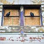 Ravens sit in the boarded up windows on the fourth floor of the Gasitneau Apartments building on Tuesday, July 8, 2014.