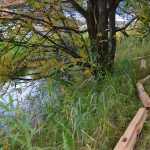 Cedar rails lie along the banks of Jordan Creek. For years, a coalition of agencies, volunteers and partners have been working to improve the health of the lower parts of the stream, along which pass salmon, trout and steelhead.