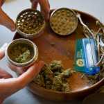 Dried marijuana is ground into a finer form before consumption in a vaporizer.