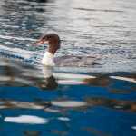 A common merganser paddles in Statter Harbor in mid-November.