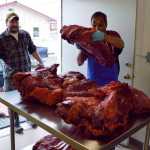 In this Aug. 19 photo, Alaska Department of Fish and Game area biologist Brandon Saito, left, watches as Cyrus Harris from the Hunter Support Program receives musk ox at a meat processing factory in Kotzebue.