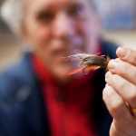 Rob Bosworth, of Juneau, holds up a "cactus fly" tied by his father, Dr. Bob Bosworth, in 2010. While the fly might look like a typical tool of any fly fisherman, the hook is anything but usual. The hook is a barb from the Fish Hook Barrel Cactus, which grows in deserts such as those in Arizona. Read more on this story by searching with web for "Cactus Fly."