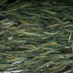 A ball of yound herring hide from predators under the dock at the Don Statter Memorial Boat Harbor in Auke Bay on Monday.