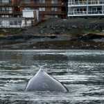 An adult humpback whale swims next to the Don Statter Memorial Boat Harbor in Auke Bay on Monday. A huge amount of herring, polluck and capelin have been keeping a variety of birds and marine mammals feeding in the area for the last two weeks.