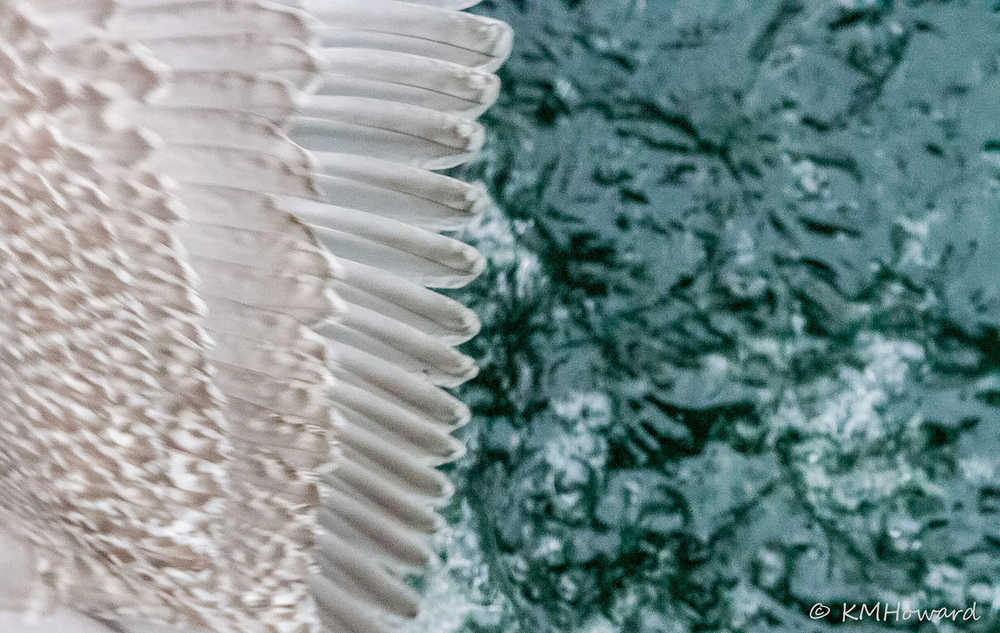 Wing over water---a seagull just flying by.