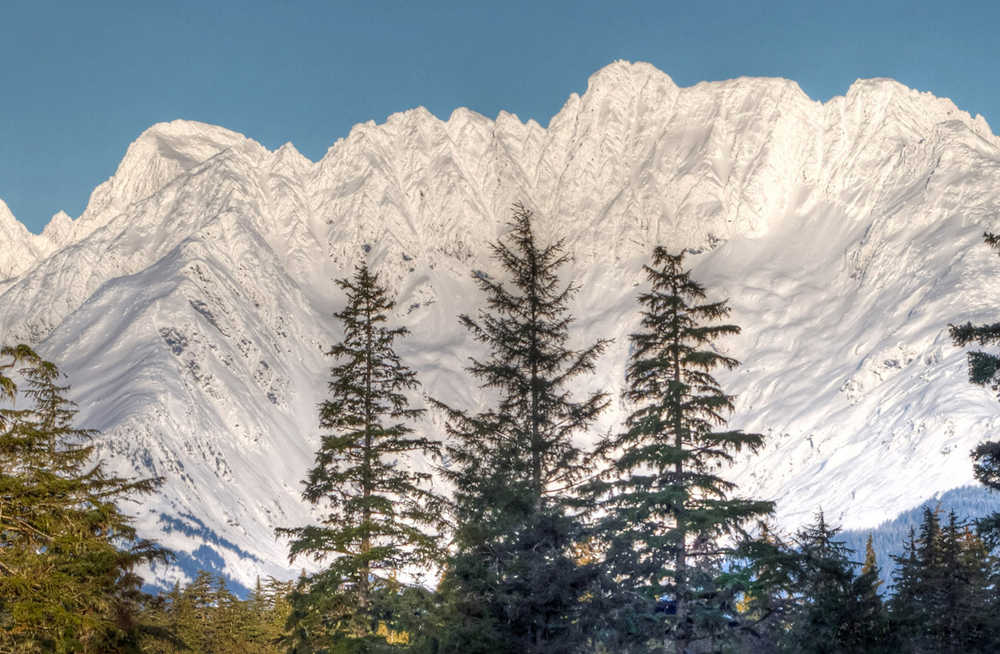 Three tall spruce framed by Lion's Head mountain.