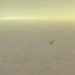 The sun splits through the clouds and fog revealing a lonesome buoy and gull in the downtown boat harbor in December.