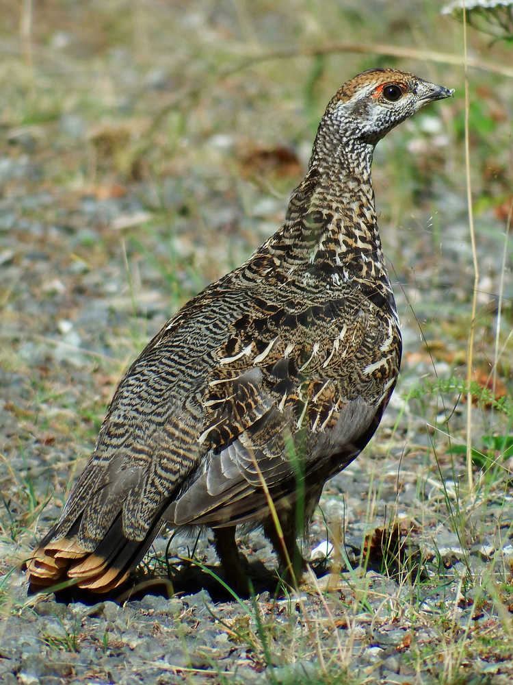 A spruce grouse seen near the Campbell Creek Science Center in Anchorage on August 14.