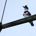 A kingfisher at Auke Bay on Dec. 6.