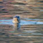 A harbor seal surfaces at Statter Harbor on Dec. 4.