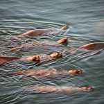 Ten sea lions basked in sunshine and calm waters off Lena Point on Dec. 7.