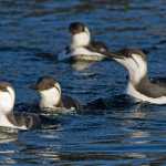 Common murres in winter plumage have recently come into Auke Bay harbor in unprecedented numbers.