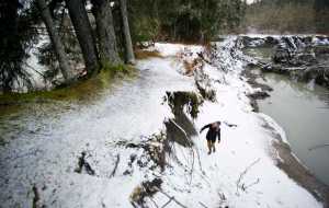 Sonia Nagorski, assistant professor of Geology Arts and Sciences at the University of Alaska Southeast, investigates the undercut bank along the Mendenhall River on Tuesday. The river is nearing the point of cutting through a meander bend just north of the Brotherhood Bridge.