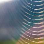 A spider web shines in the winter sun.