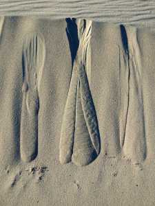 Patterns in the sand dunes in Death Valley National Park, November 2015.