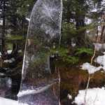 A sail of thin ice in a sea of hemlock trees on Dan Moller Trail.