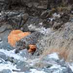 In this photo taken Nov. 9, a snow leopard rests as it recovers from being collared by WWF Mongolia scientists in Khovd province, Mongolia.