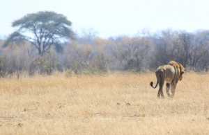 File-This Aug. 6, 2015, file photo shows a lion  named Tommy  in  the Hwange National Park where Cecil the Lion was killed  about 700 kilometres south west  of Harare, Zimbabwe. The Obama administration is expected to extend Endangered Species Act protections for two breeds of lions, in response to a large decline in their numbers in Africa over the past two decades. The listings are to be announced Monday, Dec. 21, 2015, and include an order that appears to touch on circumstances surrounding the killing of a well-known lion named Cecil in Zimbabwe earlier this year. (AP Photo/Tsvangirayi Mukwazhi, File)
