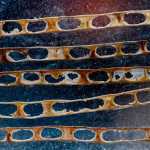 Phlox seed pods on a winter day.