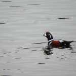 Harlequin duck.