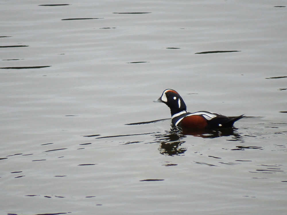 Harlequin duck.