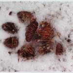 A wolf's track melts the frosty snow, revealing old evergreen needles on the Crow Hill Trail on Dec. 16.