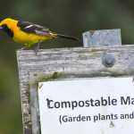 A male hooded oriole perches on sign at the Juneau Community Garden on Sept. 22. Birders from around Alaska are flocking to Community Gardens for an extremely unusual sight, a hooded oriole, a black and yellow or orange bird never before seen in the state. The bird's winter range is typically in Mexico and California; it's frequently seen around palm trees.Fourteen-year-old birder Owen Squires on Sept. 19 was the first to identify the bird. His mother, Marsha Squires, was the first to sight it.