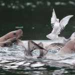 Gulls dive for small feed fish as surfacing sea lions drive the schools of herring, polluck and capelin up at the Don Statter Memorial Boat Harbor in Auke Bay on Nov. 30.