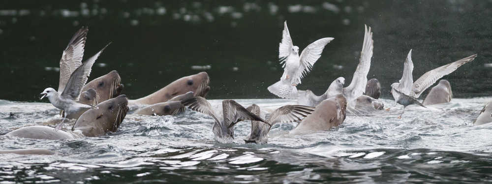 Gulls dive for small feed fish as surfacing sea lions drive the schools of herring, polluck and capelin up at the Don Statter Memorial Boat Harbor in Auke Bay on Nov. 30.
