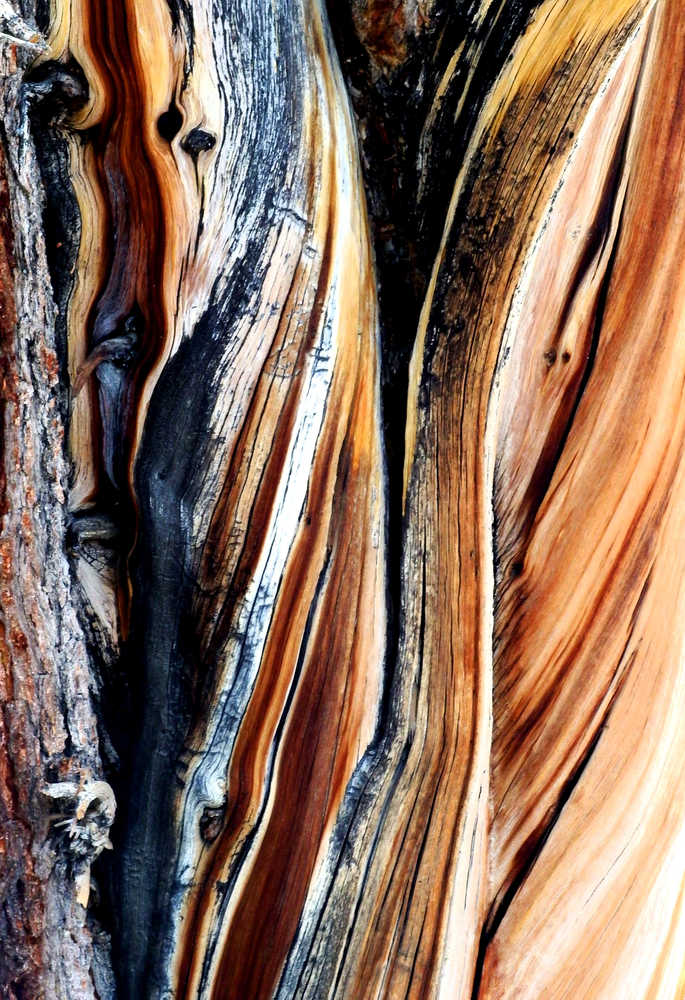 Bristlecone pines from the Inyo National Forest in California.  They are thought to be the oldest living things on earth with some up to 5,000 years old.