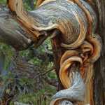 Bristlecone pines from the Inyo National Forest in California. They are thought to be the oldest living things on earth with some up to 5,000 years old.