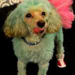 Previous Dress Your Up Your Pet Day. Photo taken by Keifer Special Focus Photography.