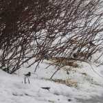 Dark-eyed juncos and chestnut backed chickadees peck at seeds that birder Patty Rose strewed near Sandy Beach for Juneau's Christmas Bird Count.