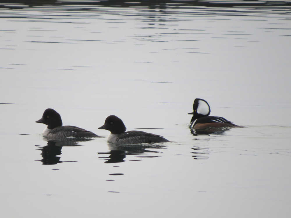 A male hooded merganser, right, floats in Auke Bay in December, along with two female goldeneyes. Juneau birders found one hooded merganser, 410 Barrow's goldeneye, 67 common goldeneyes and 10 unidentified goldeneyes during the Christmas Bird Count.