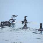 Common murres swim in Auke Bay in December. Juneau birders found 159 common murres on their annual count day. The birds have recently been showing up in interior Alaska, some underweight.