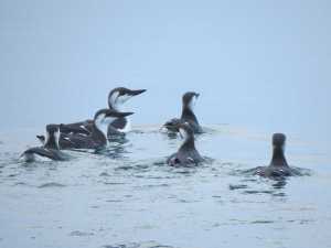 Common murres swim in Auke Bay in December. Juneau birders found 159 common murres on their annual count day. The birds have recently been showing up in interior Alaska, some underweight.