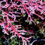 Blueberries and branches in Ice.