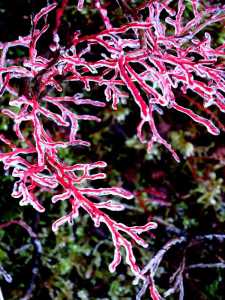 Blueberries and branches in Ice.