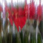 Flowers silhouetted behind a textured glass screen.